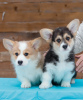 Photo №2 to announcement № 40225 for the sale of welsh corgi - buy in Russian Federation from nursery
