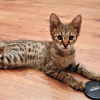 Photo №3. Savannah kittens f2. Russian Federation