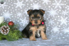 Photo №1. yorkshire terrier - for sale in the city of Garmisch-Partenkirchen | 740$ | Announcement № 63828