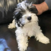 Photo №2 to announcement № 71715 for the sale of havanese dog - buy in Australia private announcement, breeder