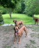 Photo №1. rhodesian ridgeback - for sale in the city of Hrakove | Is free | Announcement № 62809