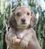 Photo №2 to announcement № 100622 for the sale of dachshund - buy in Germany private announcement