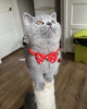 Photo №4. I will sell british shorthair in the city of Munich. private announcement - price - 211$