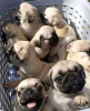 Photo №2 to announcement № 123031 for the sale of pug - buy in Hungary private announcement