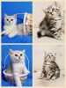 Photo №2 to announcement № 57520 for the sale of scottish fold - buy in Belarus private announcement
