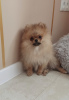 Photo №1. pomeranian - for sale in the city of Tiraspol | 528$ | Announcement № 42990