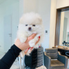 Photo №2 to announcement № 111933 for the sale of pomeranian - buy in Finland private announcement