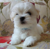 Photo №1. maltese dog - for sale in the city of Kiev | 1500$ | Announcement № 13952