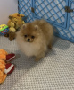 Photo №4. I will sell german spitz in the city of St. Petersburg. from nursery, breeder - price - 1953$