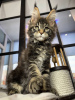 Photo №1. maine coon - for sale in the city of Jünkerath | 423$ | Announcement № 106950