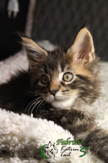 Photo №2 to announcement № 4706 for the sale of maine coon - buy in Russian Federation from nursery, breeder
