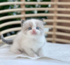 Photo №2 to announcement № 119542 for the sale of ragdoll - buy in United States private announcement