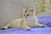 Photo №4. I will sell british shorthair in the city of Minsk. from nursery - price - negotiated