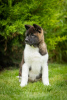 Photo №2 to announcement № 69327 for the sale of american akita - buy in Ukraine breeder