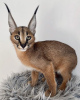 Photo №1. caracal - for sale in the city of Berlin | negotiated | Announcement № 83027