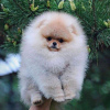 Photo №3. Amazing Pomeranian Puppies For Sale (Whatsapp 31685390783 ). Netherlands