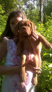 Photo №3. Dog Bordeaux puppies for sale (p.27.03.2019). Russian Federation