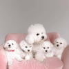 Photo №2 to announcement № 84222 for the sale of bichon frise - buy in Finland private announcement