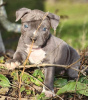 Photo №1. american pit bull terrier - for sale in the city of Антверпен | 650$ | Announcement № 55884