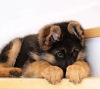 Photo №1. german shepherd - for sale in the city of Zürich | negotiated | Announcement № 71250