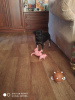 Additional photos: Miniature pinscher puppies for sale