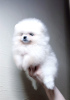 Photo №2 to announcement № 124446 for the sale of pomeranian - buy in Germany private announcement