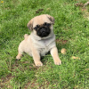 Photo №2 to announcement № 90628 for the sale of pug - buy in Israel breeder