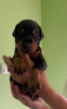 Photo №4. I will sell dobermann in the city of Subotica. breeder - price - negotiated