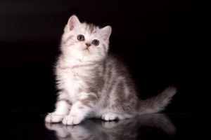 Additional photos: British kittens