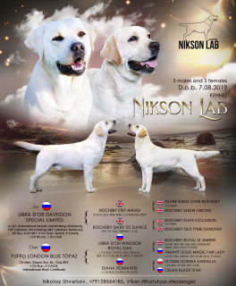 Photo №1. labrador retriever - for sale in the city of Izhevsk | Negotiated | Announcement № 3897