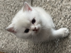 Additional photos: British Kittens