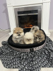 Photo №2 to announcement № 92509 for the sale of pomeranian - buy in Serbia 