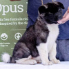 Additional photos: American Akita puppies