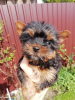 Photo №1. beaver yorkshire terrier, yorkshire terrier - for sale in the city of Tallinn | 475$ | Announcement № 100419