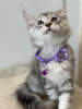 Additional photos: Palm Riviera Cattery Elite Maine Coon Kittens with Passport, Genetic Testing and