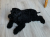 Photo №1. schnauzer - for sale in the city of Nysa | 749$ | Announcement № 31249