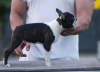 Additional photos: Boston Terrier Beautiful puppies for sale