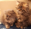 Photo №1. persian cat - for sale in the city of Vienna | 317$ | Announcement № 88491