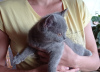 Photo №3. The British Shorthair Kittens. Czech Republic