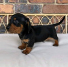 Photo №2 to announcement № 109864 for the sale of dachshund - buy in Greece breeder