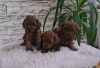 Additional photos: Toy red poodle puppies for sale