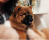 Photo №4. I will sell chow chow in the city of Kraljevo. private announcement - price - negotiated