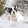 Additional photos: French bulldog