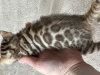 Additional photos: Bengal kittens