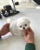 Photo №1. bichon frise - for sale in the city of Paris | negotiated | Announcement № 85512