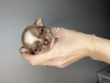 Photo №4. I will sell chihuahua in the city of Gdynia. private announcement - price - 1882$
