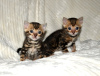 Photo №4. I will sell bengal cat in the city of Woltersdorf. private announcement, breeder - price - 300$