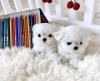 Photo №2 to announcement № 86376 for the sale of maltese dog - buy in United States private announcement
