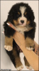 Additional photos: Bernese Mountain Dog puppies