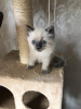 Photo №1. ragdoll - for sale in the city of Бернау | 370$ | Announcement № 114602